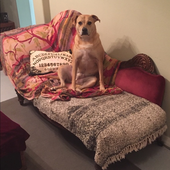 Animal Friendly Home - Picture 8 of 16